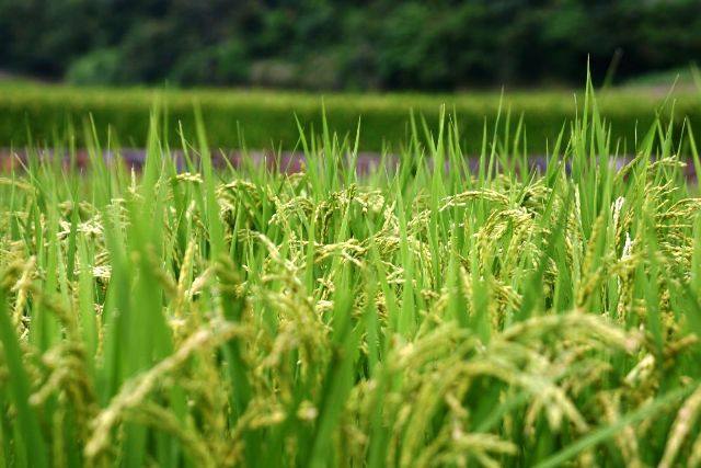 cultura do arroz